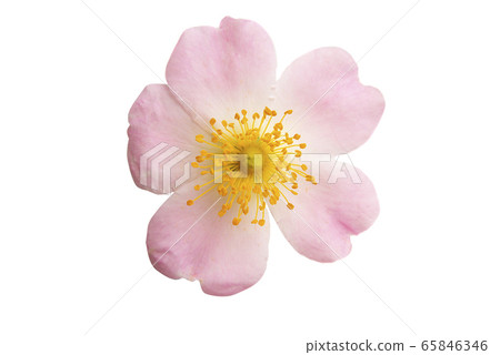rosehip rose isolated 65846346