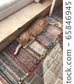 Sleeping cat 65846945