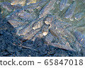 A large number of carp swarming in search of food on the surface of the pond 65847018