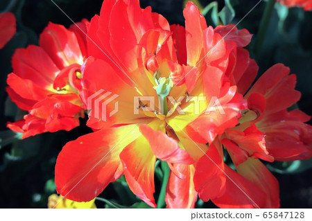 Close-up of tulips with unusual shapes in Japan Ikutopia Shokuhana, Niigata City, Niigata Prefecture Close-up of tulips with unusual shapes in Japan Ikutopia Shokuhana, Niigata City, Niigata Prefecture 65847128