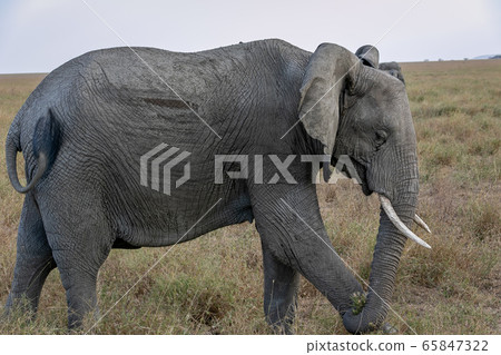 African elephants seen in Serengeti National Park, Tanzania African elephants seen in Serengeti National Park, Tanzania 65847322