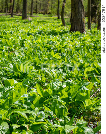 Harvesting of important spicy smell herb full of Harvesting of important spicy smell herb full of 65847914