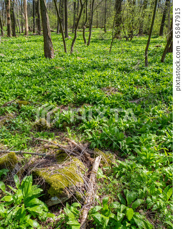 Wild garlic in the spring forest are many near Wild garlic in the spring forest are many near 65847915