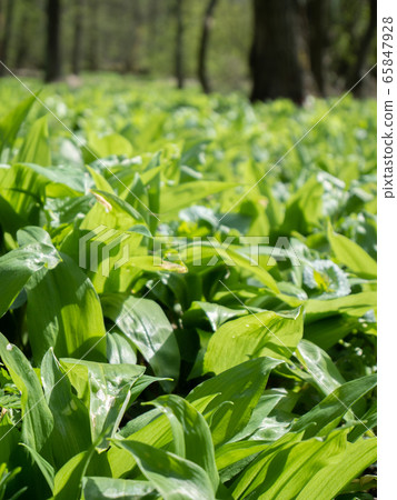 Walk through forest with ground cover by leaves of 65847928