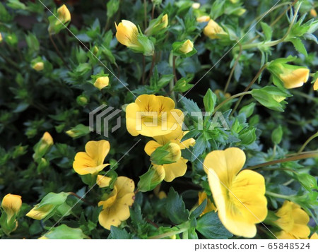 Macedonia Macedonia 65848524