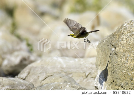 One ship bird arrival river bed. One ship bird arrival river bed. 65848622