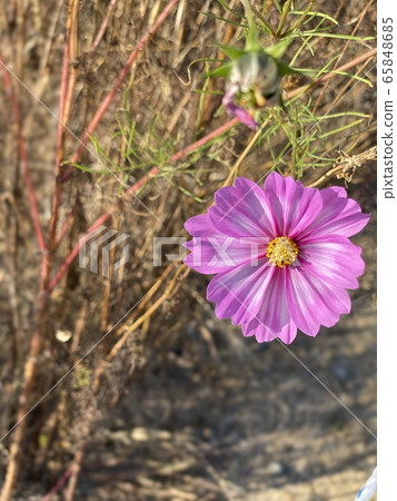 Cosmos 65848685