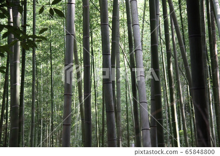 京都嵐山竹林 京都嵐山竹林 65848800