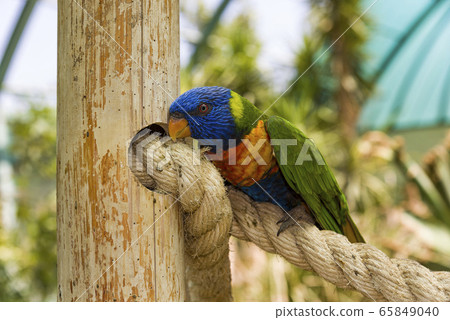 Rainbow Lorikeet, trichoglossus haematodus 65849040