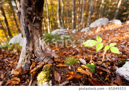 Wild plant leaf close up, autumn background. 65849353