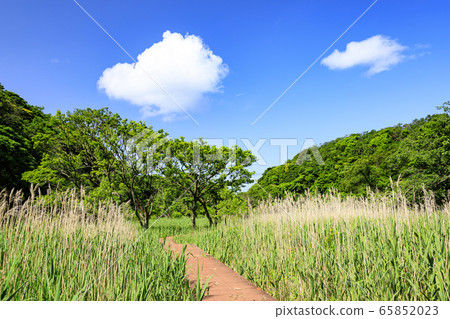 Wetlands (early summer) Wetlands (early summer) 65852023
