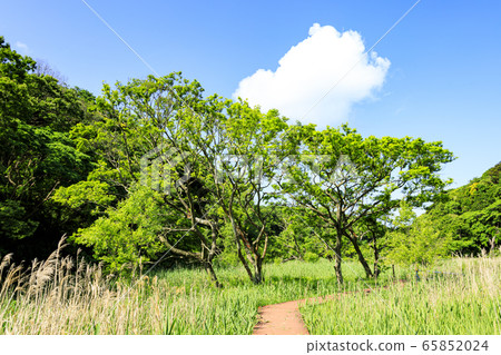 Wetlands (early summer) 65852024