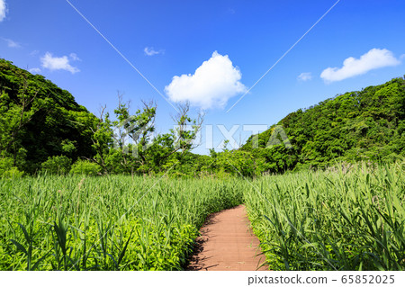 Wetlands (early summer) 65852025