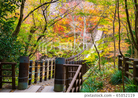 Hananuki Valley Shiomidaki吊橋的秋天和秋天的風景（茨城縣高ha市）於2019年11月拍攝 65852119