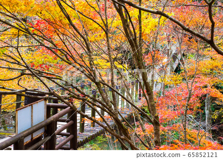 Hananuki Valley Shiomidaki吊橋的秋天和秋天的風景(茨城縣高ha市)於2019年11月拍攝 Hananuki Valley Shiomidaki吊橋的秋天和秋天的風景(茨城縣高ha市)於2019年11月拍攝 65852121
