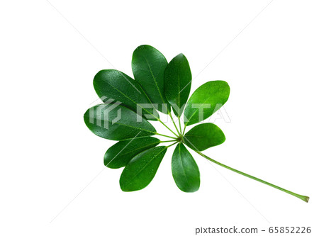 Exotic plant leaf with water drops isolated on the white background. Exotic plant leaf with water drops isolated on the white background. 65852226