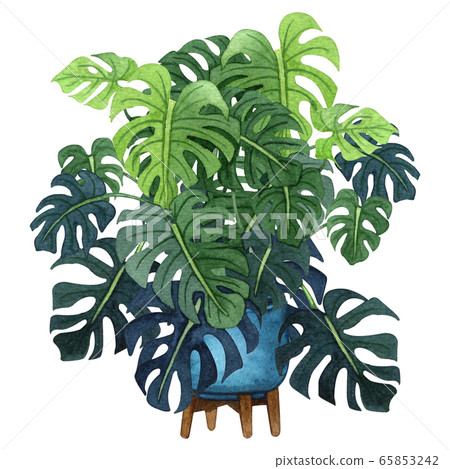 Indoor plant watercolor illustration. Home plants, monstera plant with big green leaves in a blue pot. 65853242