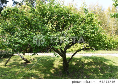 李子皮和水果 李子皮和水果 65853246