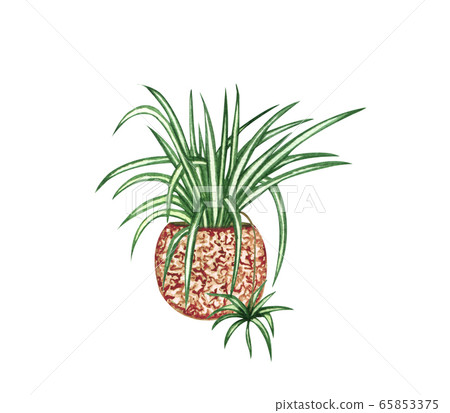 Watercolor botanical illustrations of potted houseplant. Zig-Spider plant in a pot isolated on white background. Boho plant. Watercolor botanical illustrations of potted houseplant. Zig-Spider plant in a pot isolated on white background. Boho plant. 65853375
