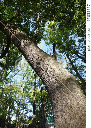 樟樹，樹皮和葉子，莖 65853537