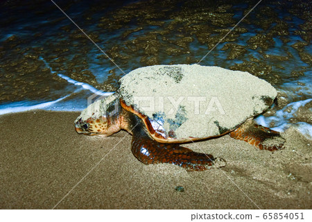 Spawning of sea turtle Spawning of sea turtle 65854051