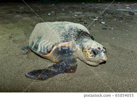 Spawning of sea turtle 65854055