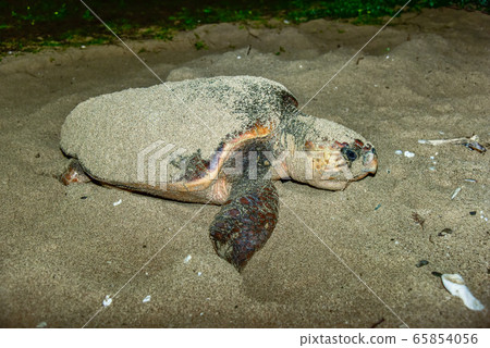 Spawning of sea turtle 65854056