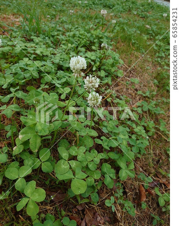 白三葉草 65854231
