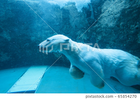 北海道旭山動物園水族館裡的北極熊 北海道旭山動物園水族館裡的北極熊 65854270