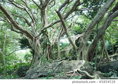 A banyan tree hugging a rock A banyan tree hugging a rock 65854519