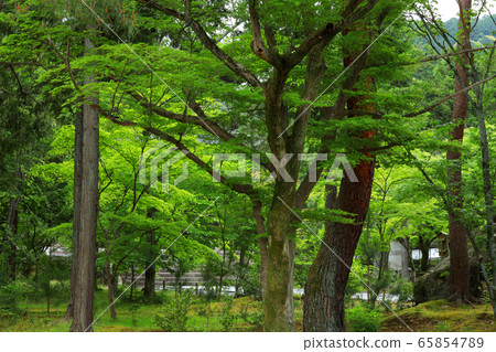 Nanzenji grounds (Kyoto City) 65854789