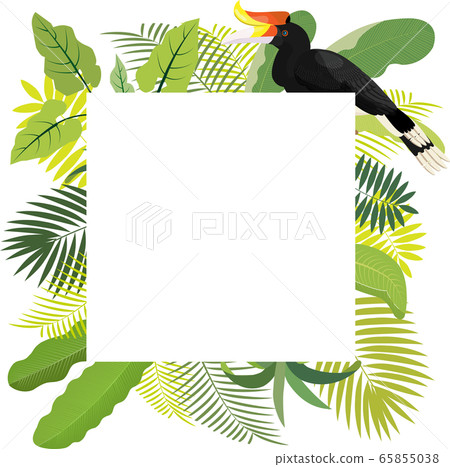 叢林框架犀鳥[馬來西亞婆羅洲] 65855038