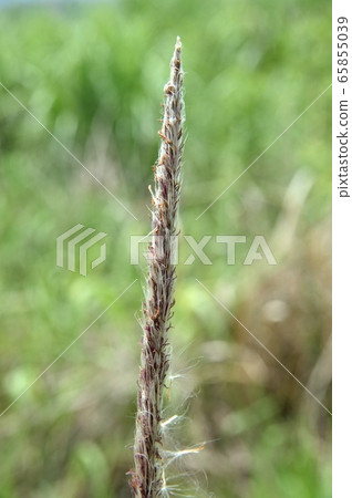 Flower of Chigaya Flower of Chigaya 65855039