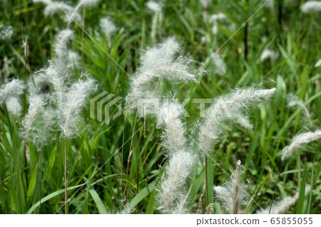Flower of Chigaya Flower of Chigaya 65855055