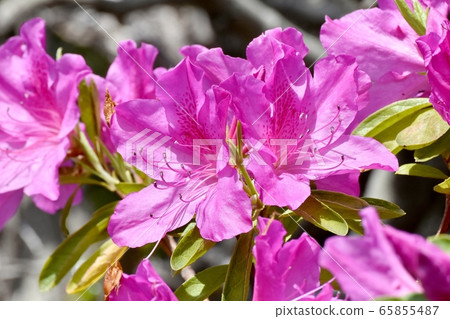 Pink azalea (Omurasaki) flowers blooming in Mitaka Nakahara Pink azalea (Omurasaki) flowers blooming in Mitaka Nakahara 65855487