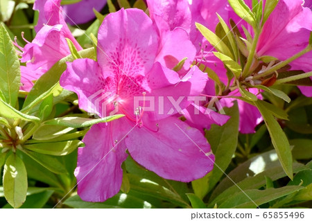 Pink azalea (Omurasaki) flowers blooming in Mitaka Nakahara 65855496