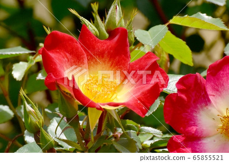 一朵紅玫瑰(雞尾酒)花盛開在三鷹中原 一朵紅玫瑰(雞尾酒)花盛開在三鷹中原 65855521