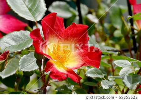 一朵紅玫瑰(雞尾酒)花盛開在三鷹中原 一朵紅玫瑰(雞尾酒)花盛開在三鷹中原 65855522