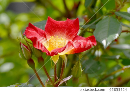 一朵紅玫瑰(雞尾酒)花盛開在三鷹中原 一朵紅玫瑰(雞尾酒)花盛開在三鷹中原 65855524