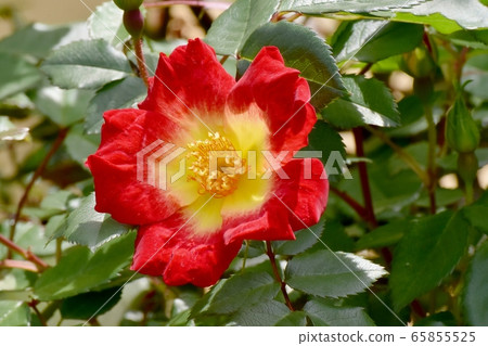 Single red rose (cocktail) flower blooming in Mitaka Nakahara 65855525