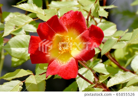 一朵紅玫瑰(雞尾酒)花盛開在三鷹中原 一朵紅玫瑰(雞尾酒)花盛開在三鷹中原 65855526
