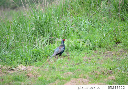 Wild bird pheasant Wild bird pheasant 65855622