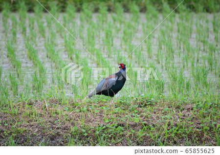 野鳥野雞 65855625