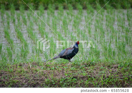 野鳥野雞 野鳥野雞 65855628