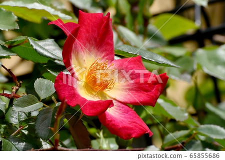 Single red rose (cocktail) flower blooming in Mitaka Nakahara 65855686
