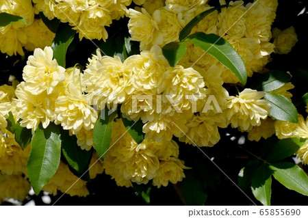 Yellow mokko rose flower blooming in Mitaka Nakahara Yellow mokko rose flower blooming in Mitaka Nakahara 65855690