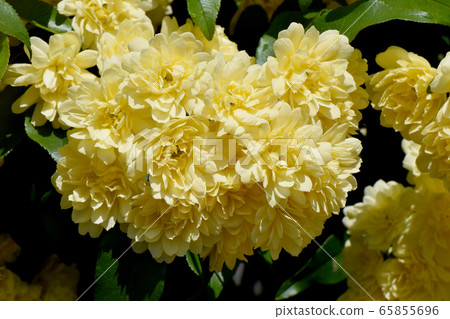 Yellow mokko rose flower blooming in Mitaka Nakahara Yellow mokko rose flower blooming in Mitaka Nakahara 65855696