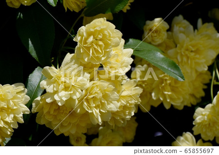 Yellow mokko rose flower blooming in Mitaka Nakahara 65855697
