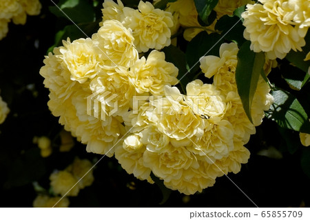 Yellow mokko rose flower blooming in Mitaka Nakahara 65855709