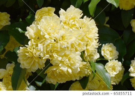 在三鷹中原盛開的黃色摩科玫瑰花 65855711